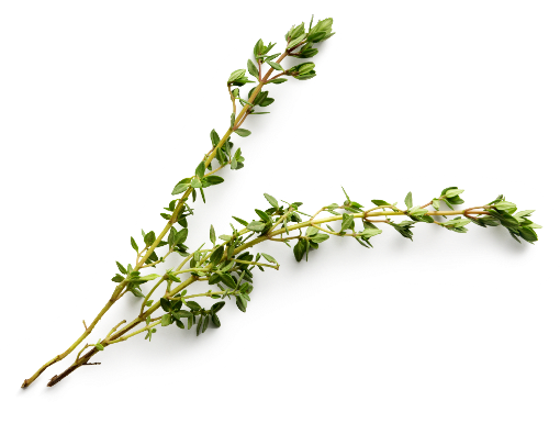 SP-herbs