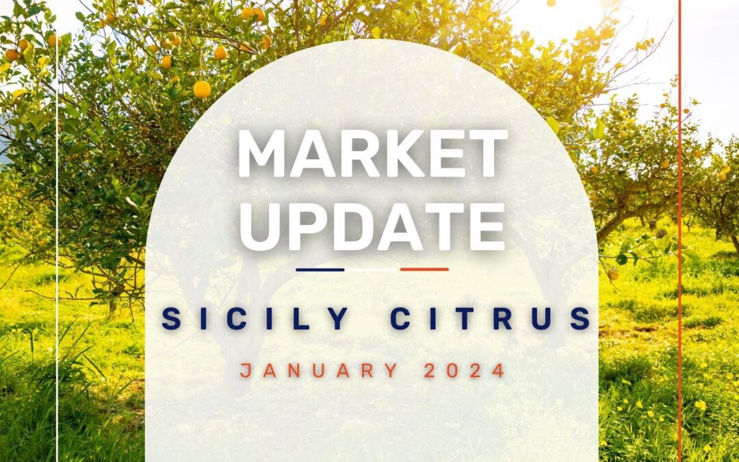 Market Update: Sicily Citrus January 2024